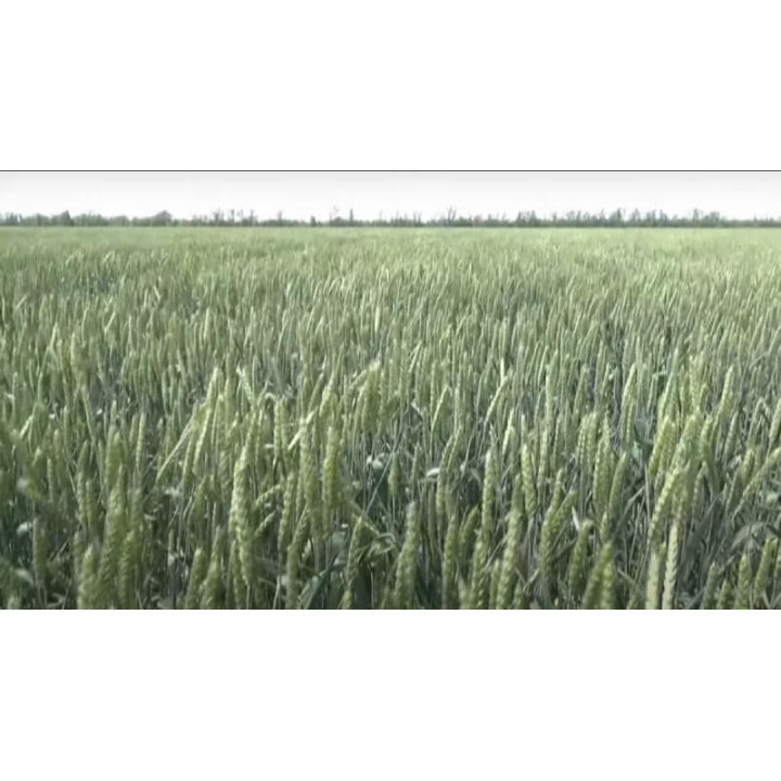 СОБЕРБАШ