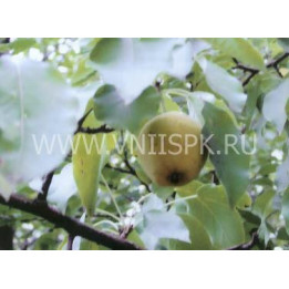 Русаковская (Рус.-1, Русаковская лимонка, Русаковская ранняя)
