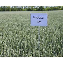 БЕЗОСТАЯ 100