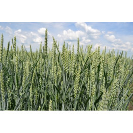 ЛИПЕЦКАЯ ЗВЕЗДА