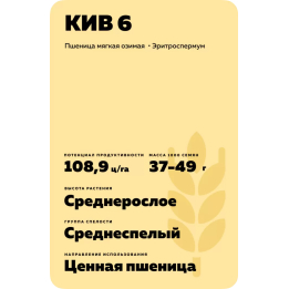 КИВ 6