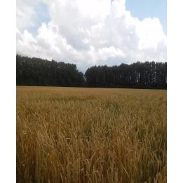 ПРИИРТЫШСКАЯ