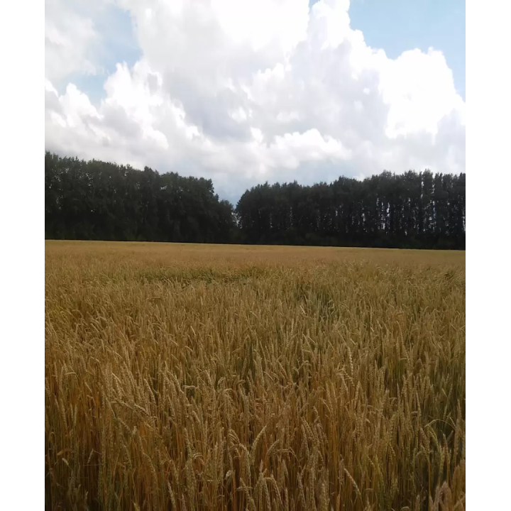 ПРИИРТЫШСКАЯ