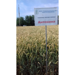АНТОНИНА