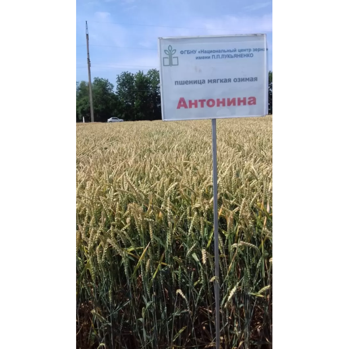 АНТОНИНА