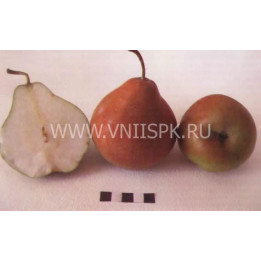 Селянка (Россошанская крупная)