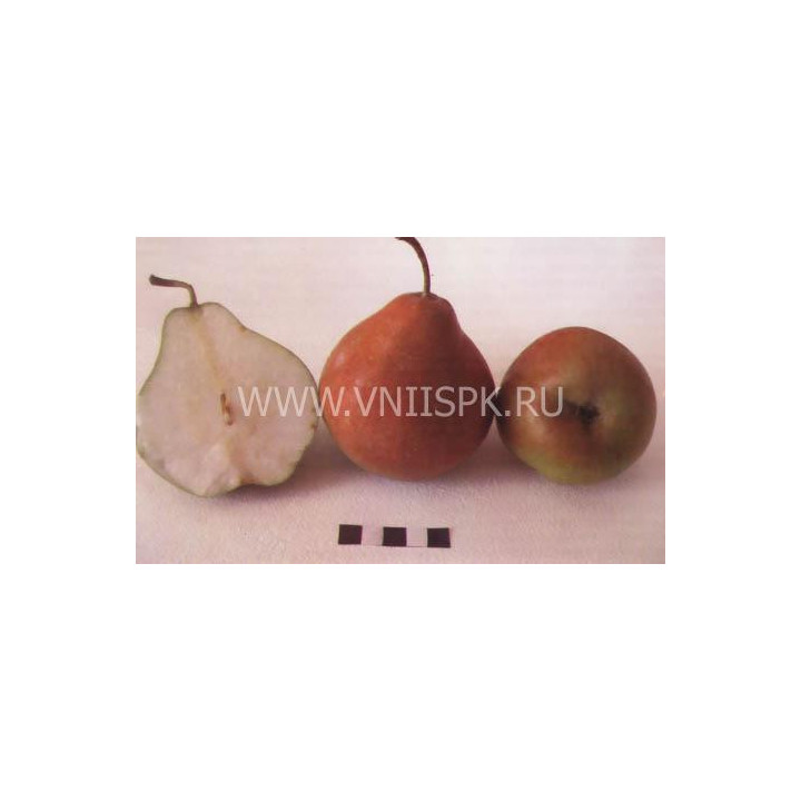 Селянка (Россошанская крупная)