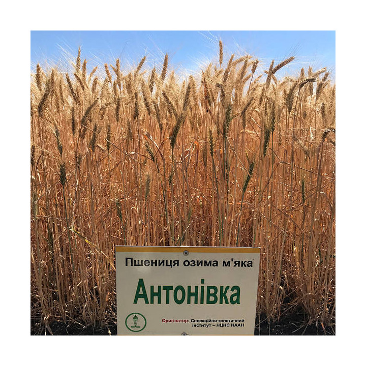 АНТОНИВКА
