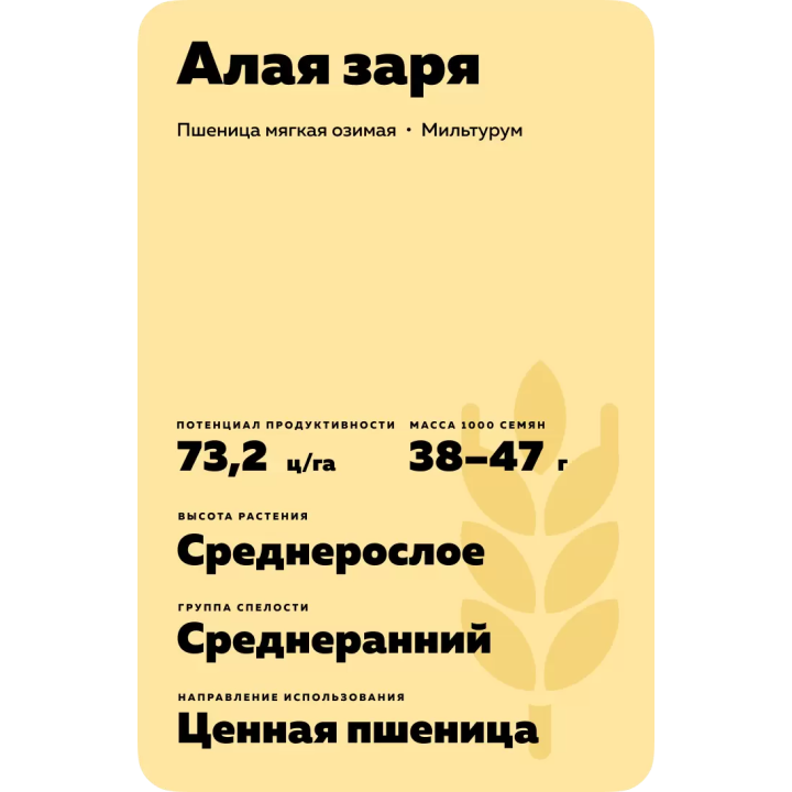 АЛАЯ ЗАРЯ