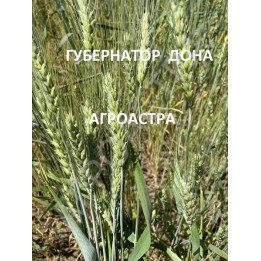 ГУБЕРНАТОР ДОНА