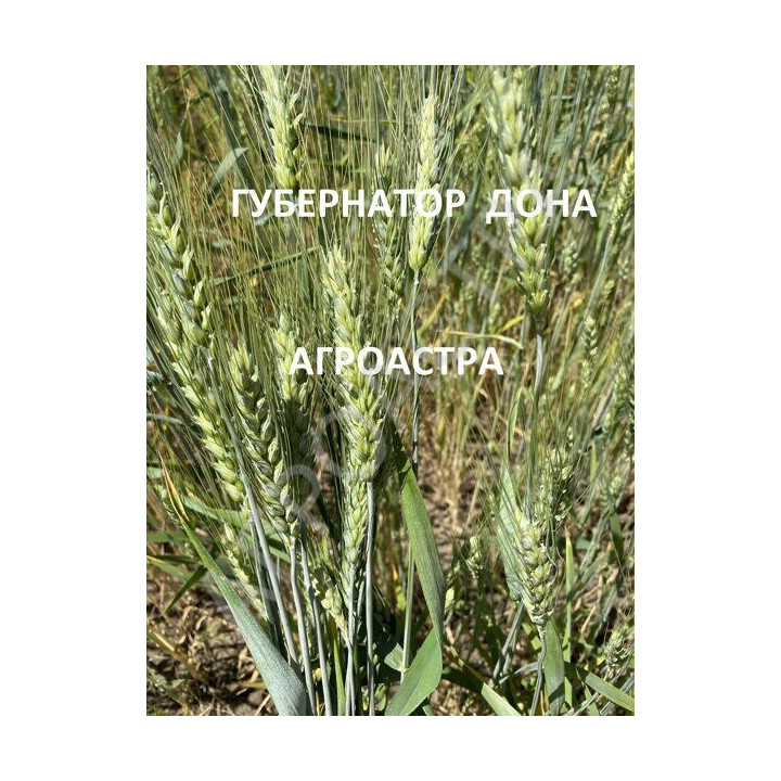 ГУБЕРНАТОР ДОНА