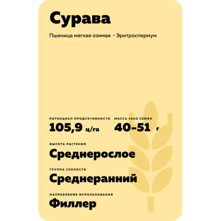 СУРАВА