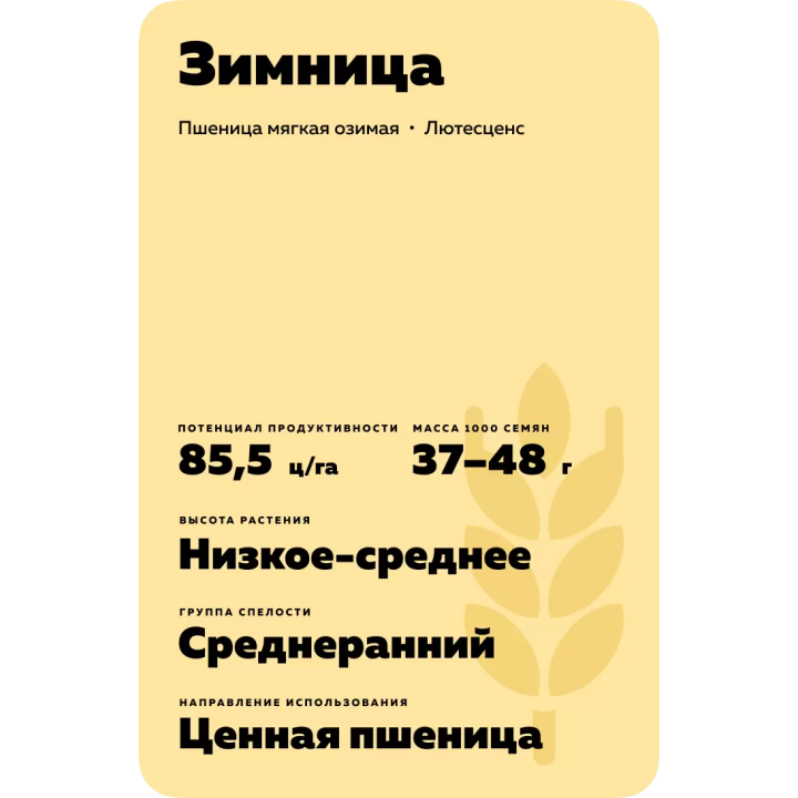 ЗИМНИЦА