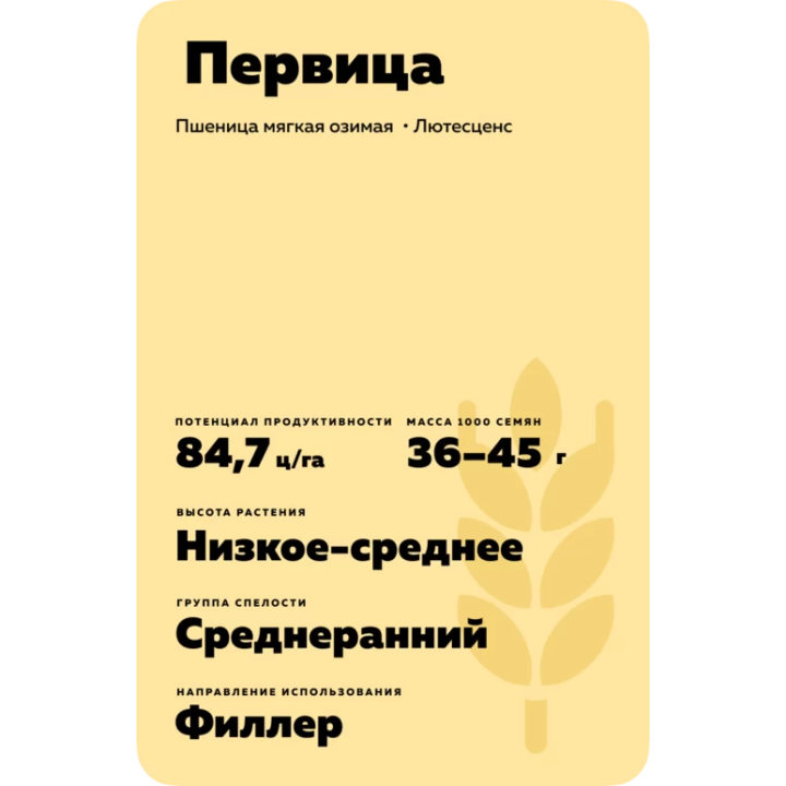 ПЕРВИЦА