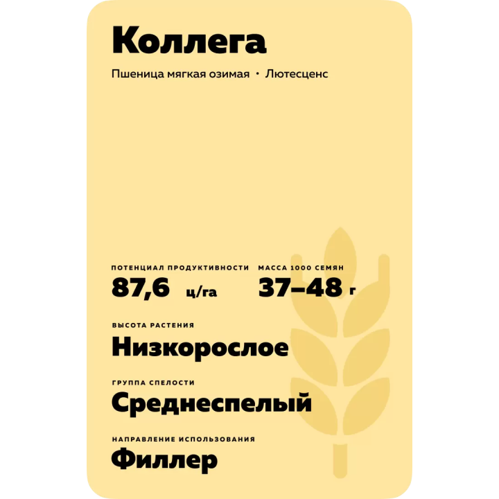 КОЛЛЕГА