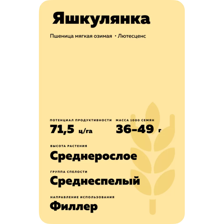 ЯШКУЛЯНКА