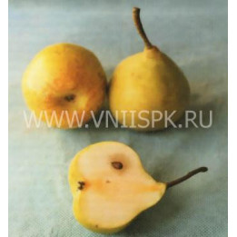 Фавр (Мадам Фавр)