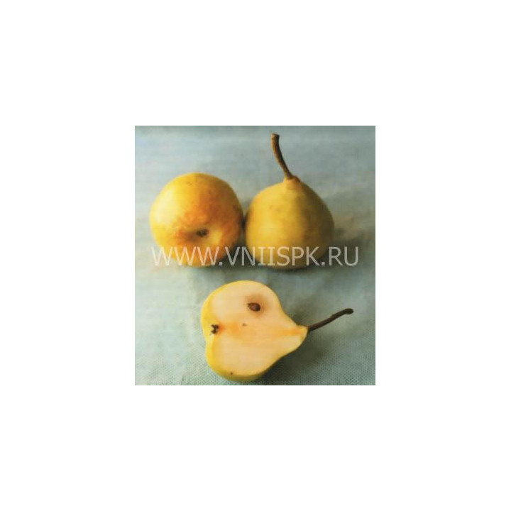 Фавр (Мадам Фавр)