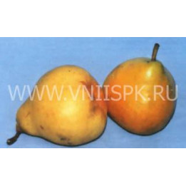 Февральская (Иммунная)