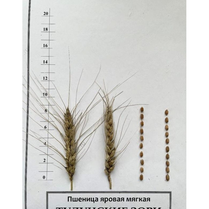 ТУЛУНСКИЕ ЗОРИ