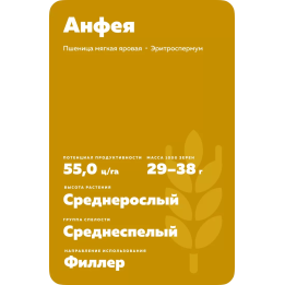АНФЕЯ