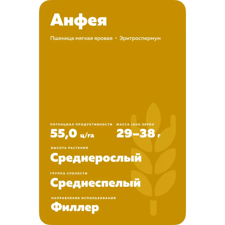 АНФЕЯ