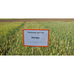 ЭКСТРА