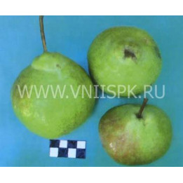Юбилейная Корнеева