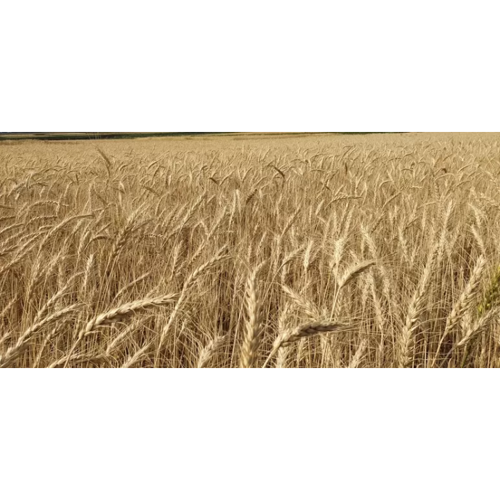 СИЛАЧ