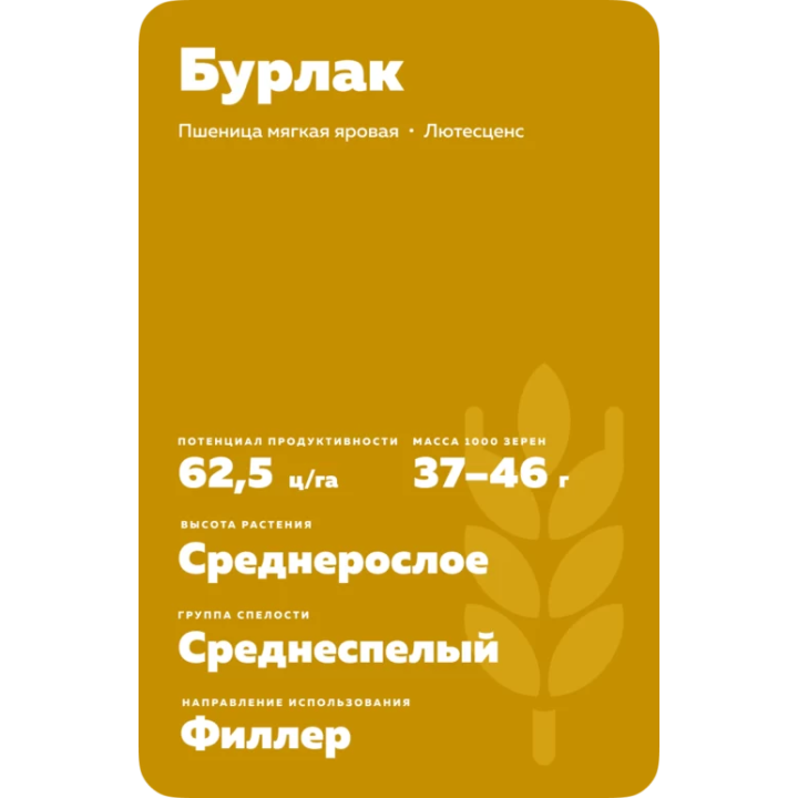 БУРЛАК