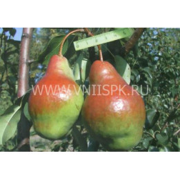 Яковлевская