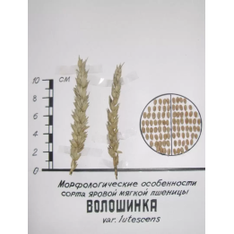 ВОЛОШИНКА