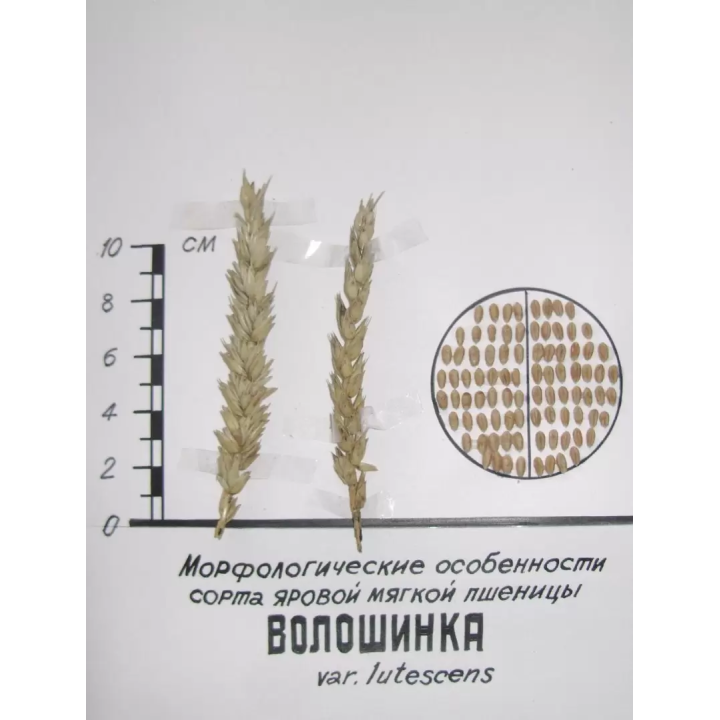 ВОЛОШИНКА