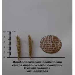 ОМСКАЯ ЗОЛОТАЯ