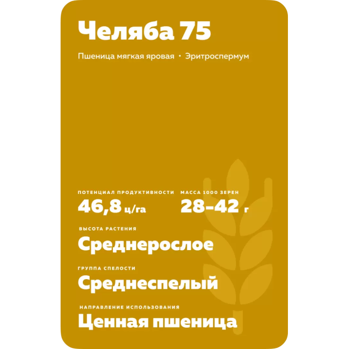 ЧЕЛЯБА 75