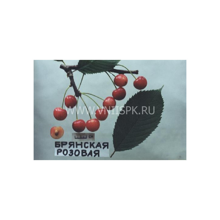Брянская розовая