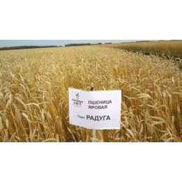 РАДУГА