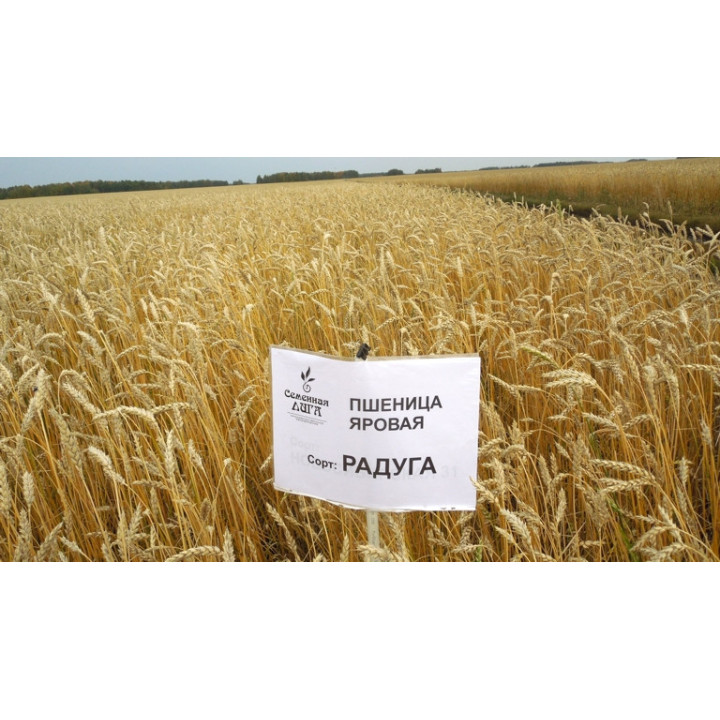 РАДУГА
