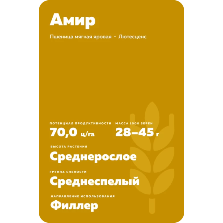 АМИР