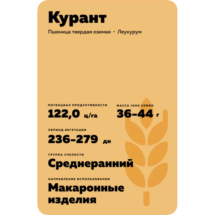 КУРАНТ