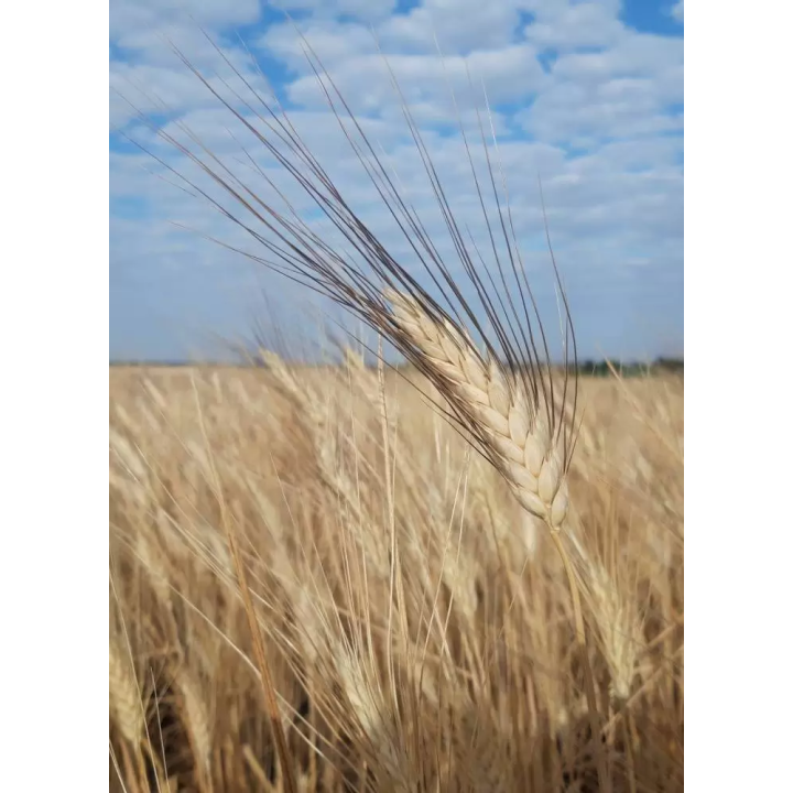 БУРБОН