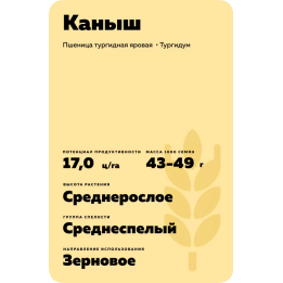КАНЫШ