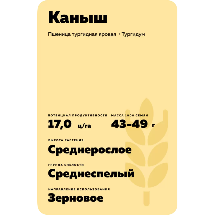 КАНЫШ