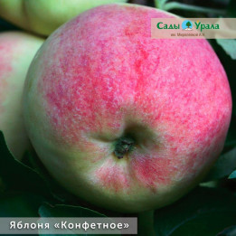 ДЕСЕРТНОЕ КИЧИНЫ