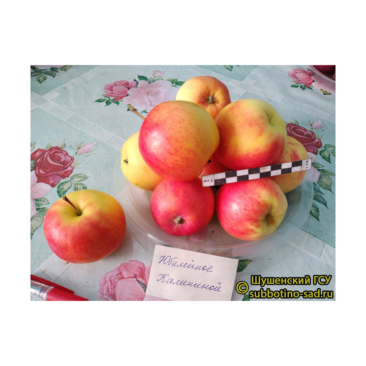 ЮБИЛЕЙНОЕ КАЛИНИНОЙ
