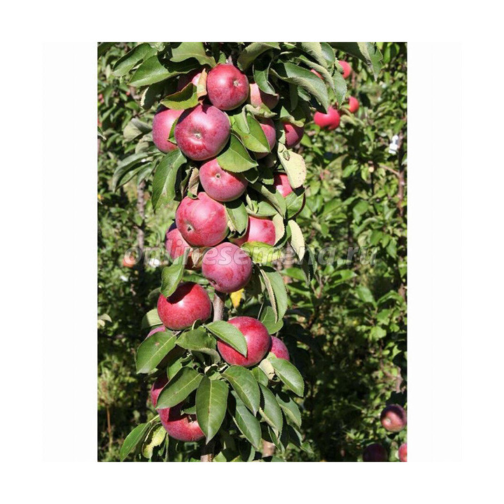 ОРЛОВСКАЯ ЕСЕНИЯ