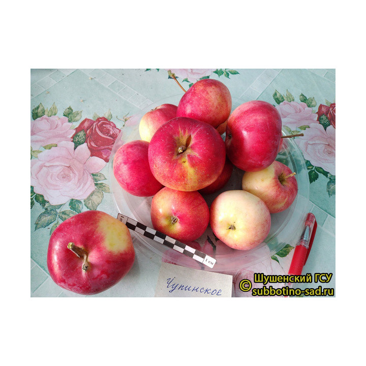 ЧУПИНСКОЕ