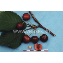 Кубанская