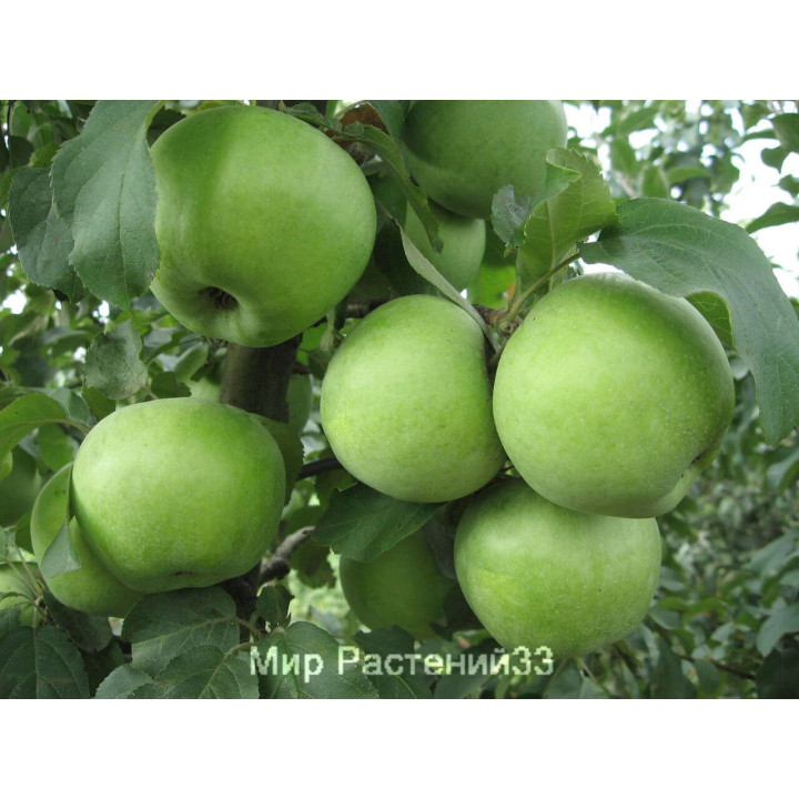 РЕНЕТ ПЛАТОНА