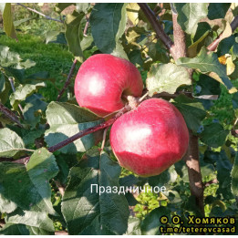 ПРАЗДНИЧНОЕ